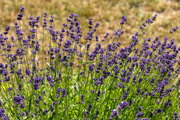 Naklejka premium the blooming lavender flowers in Provence, near Sault, France