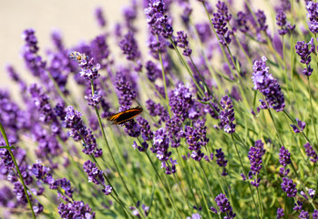  the blooming lavender flowers in Provence, near Sault, France