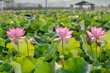 The pond in the country is full of lotus