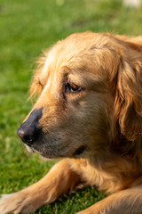 beautiful golden retriever on green grass in garden