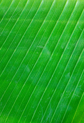 Close-up of green leaves