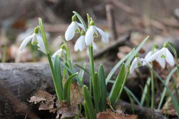  Primroses snowdrops bloomed in the spring forest