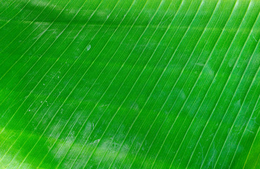 Close-up of green leaves
