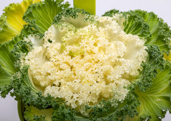 Ornamental White Kale or cabbage on white background