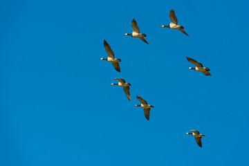 Flock of geese flying in the sky of a natural park in winter 