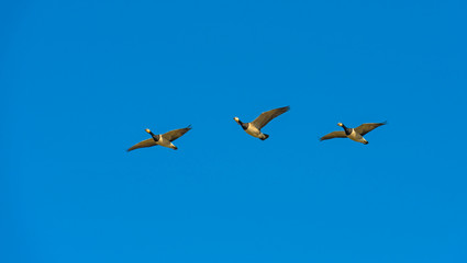 Flock of geese flying in the sky of a natural park in winter 