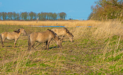 Naklejka na ściany i meble Horses in a field with reed in a natural park in sunlight in winter