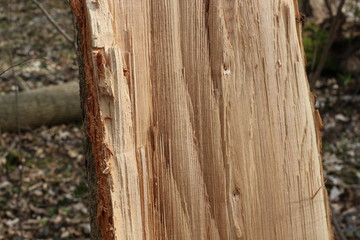  The tree broke from a strong wind in the spring forest