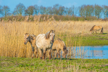 Naklejka na ściany i meble Horses in a field along a lake in a natural park in sunlight in winter