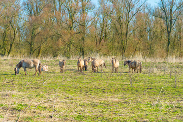 Horses in a field with reed in a natural park in sunlight in winter