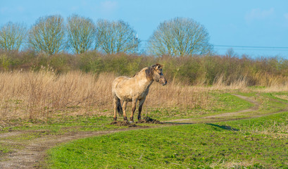 Fototapeta premium Horse in a field with reed in a natural park in sunlight in winter