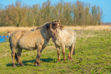 Horses in a field with reed in a natural park in sunlight in winter