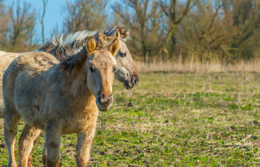 Horses in a field with reed in a natural park in sunlight in winter