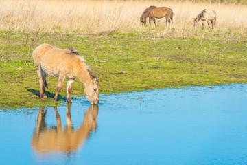 Horses in a field along a lake in a natural park in sunlight in winter
