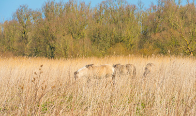 Horses in a field with reed in a natural park in sunlight in winter © Naj