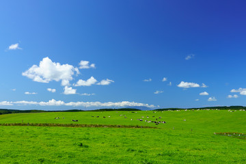 牧場の風景