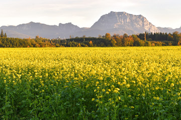 Ein Feld mit blühenden Senfpflanzen im Herbst im Salzkammergut - A field with flowering mustard...