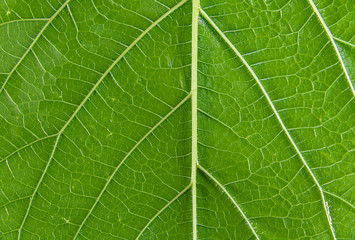 Close-up of green leaves