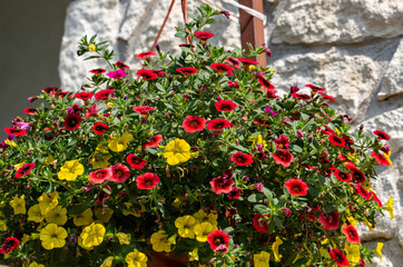Red and yellow Petunia flowers in the pot