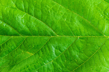 Fototapeta na wymiar Close-up of green leaves