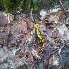 Salamandra pezzata