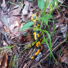 Salamandra pezzata