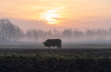 Highland cow in the fog during a tranquil dawn in the Netherlands.