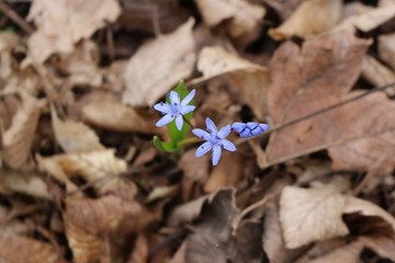  Blueflowers primroses bloomed in the spring forest