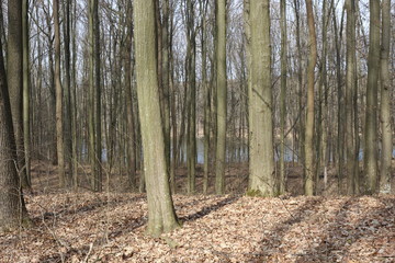  Forest lake shines through tree trunks