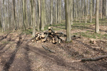 The tree broke from a strong wind in the spring   forest.The tree was sawn into logs and stacked.