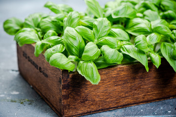 Growing fresh Basil Herb in Kitchen at Home