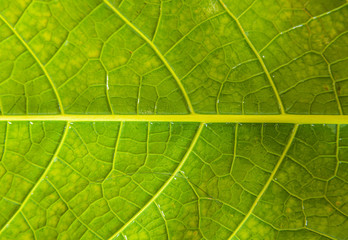 Close-up of green leaves