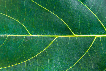 Close-up of green leaves