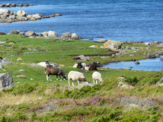 Sheeps and landscapes in the Koster, Sydkoster and Nordkoster islands. Archipielago of Kosterhavets...