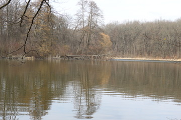  The shore of a forest lake is empty and crowded in early spring