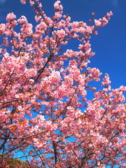 青空と満開の河津桜