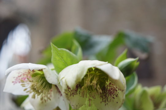 gr&uuml;ner Hintergrund, Schneeblume