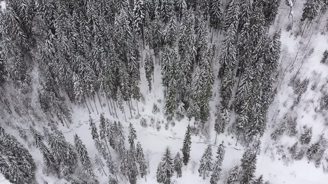 Aerial view of High Carpathian Spruce and Pine Trees in Forest on a Snowy Hill.