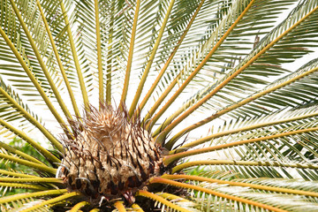 Naklejka na ściany i meble Vegetable wallpaper from the cirrus leaves of a young palm tree on a sunny day.