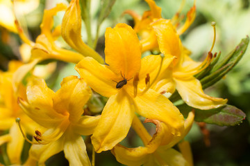 Obraz na płótnie Canvas close up of yellow flower