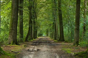 Forest road without people in Westmalle, Belgium