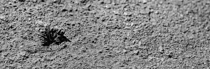 Monochrome long background with asphalt with dry leaf