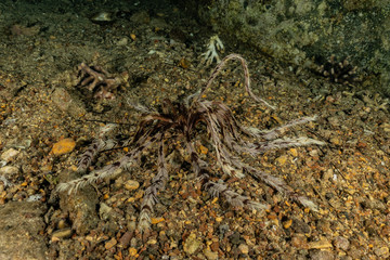 Coral reef and water plants in the Red Sea, Eilat Israel