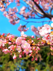 青空と満開の河津桜