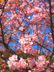 青空と満開の河津桜