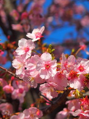 青空と満開の河津桜