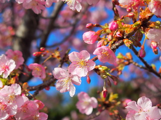 青空と満開の河津桜