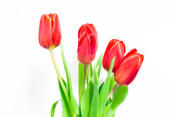 red tulips on a white background