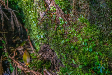 Primival forest hiking trails in Japan