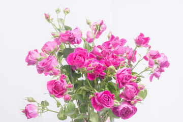 Obraz na płótnie Canvas small bush roses, on a light pastel background